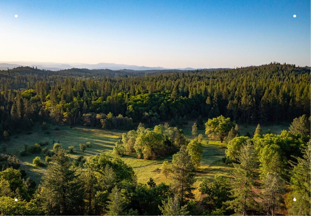 An aerial view of the forest under a clear blue sky.