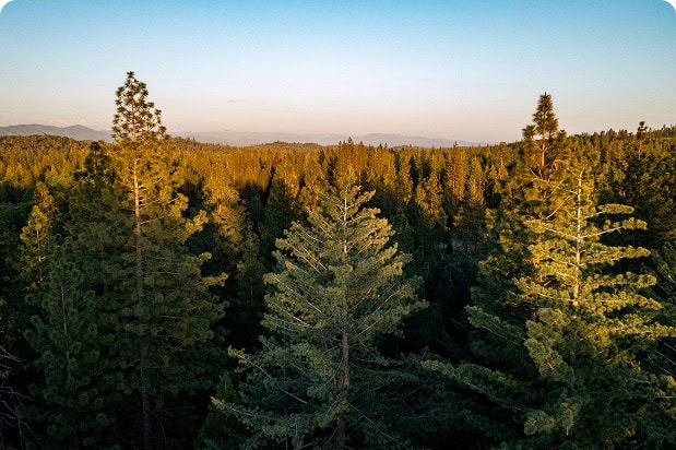 Aerial view of an evergreen forest at sunset.