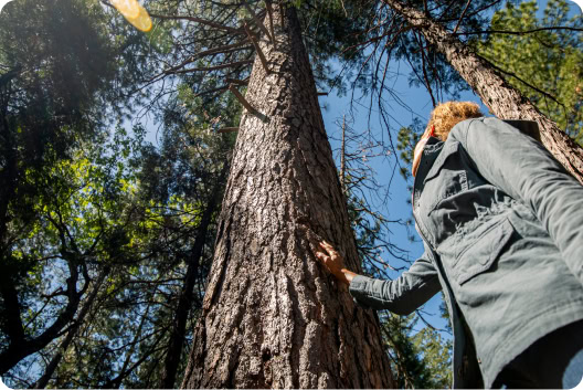A women touching the bark of a tall tree, looking upward toward the canopy.