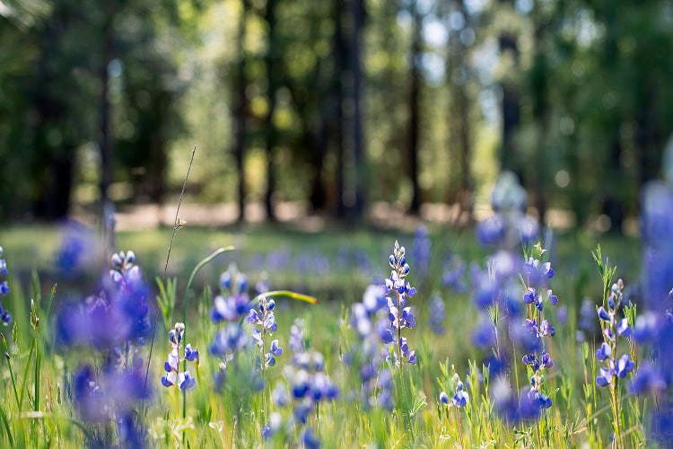A field of purple wildflowers in soft, warm light with blurred forest in the background